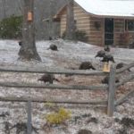 Mountain Side Campground & Cabins
