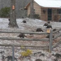 Mountain Side Campground & Cabins ico