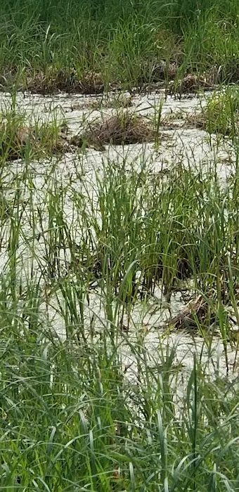Stoneybrook South Picture 4