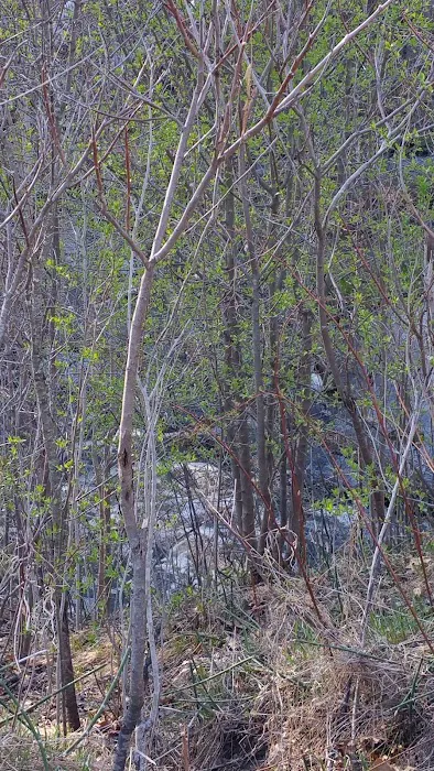 Stoneybrook South Picture 8