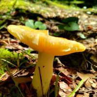 Kanawha State Forest Group Campsite ico