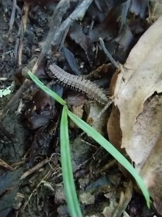 Kanawha State Forest Group Campsite Picture 5