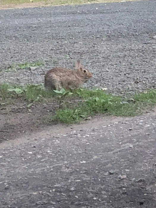 Royal Oaks RV Park Picture 7