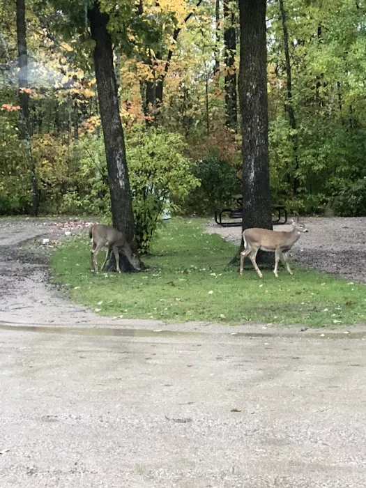 Royal Oaks RV Park Picture 8