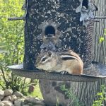 Royal Oaks RV Park