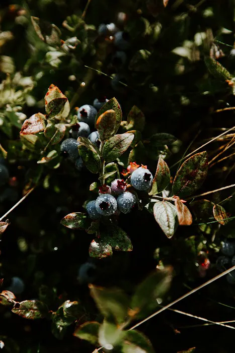 Smithereen Farm Blueberry Land (U-Pick and Camping) Picture 10