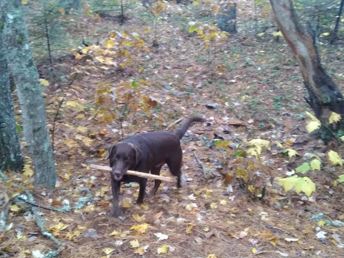Downeast Wilderness Experience Picture 6