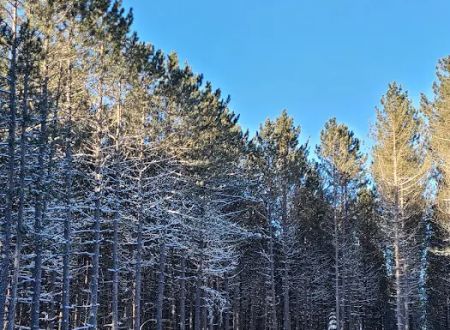 Wilderness Pines Campground