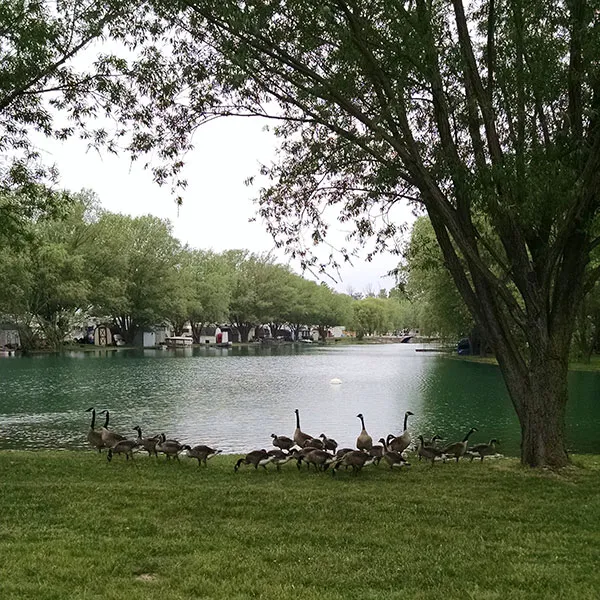 Wild Wings Campground & Marina Picture 9