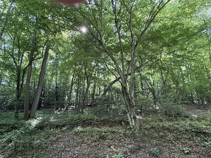 Lonesome Cedars Campground & Cabin Picture 2
