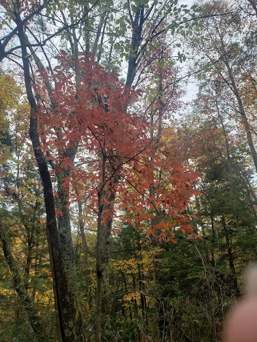 Beartree Campground Picture 1