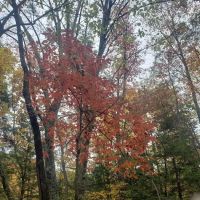 Beartree Campground ico