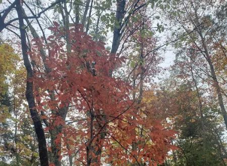 Beartree Campground