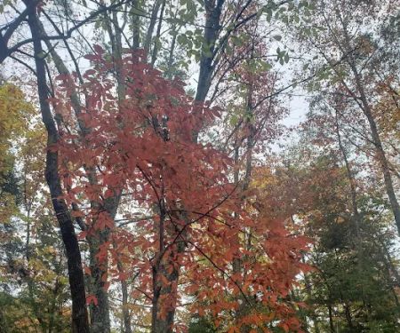 Beartree Campground
