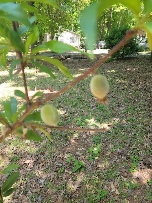 Woodward Village Picture 4