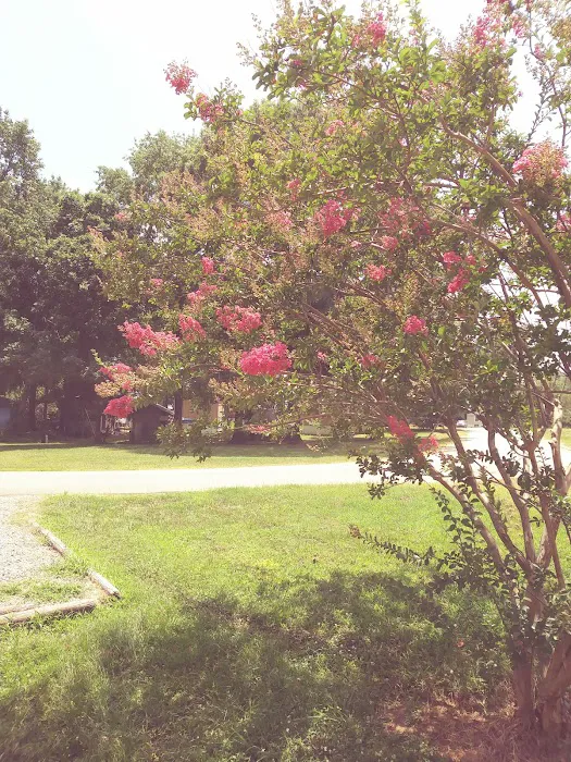 Forest Park Mobile Homes Picture 3