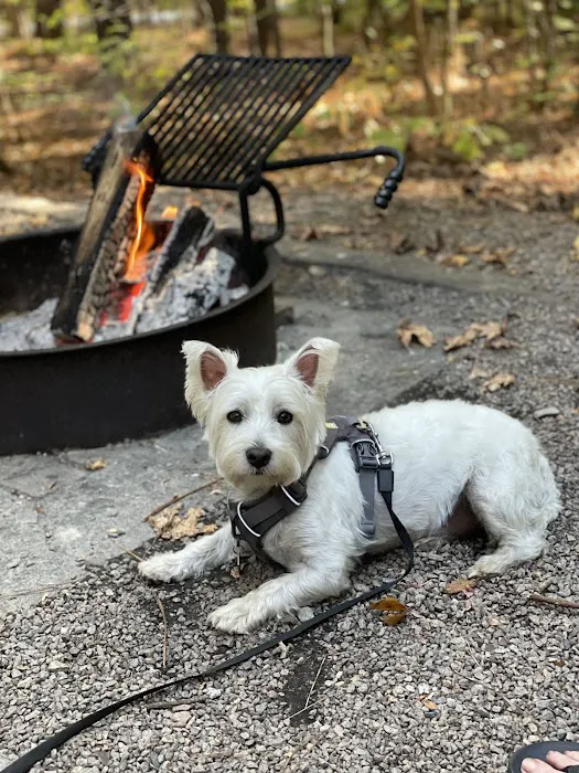 Holly Point Loop 3 Campgrounds Picture 6