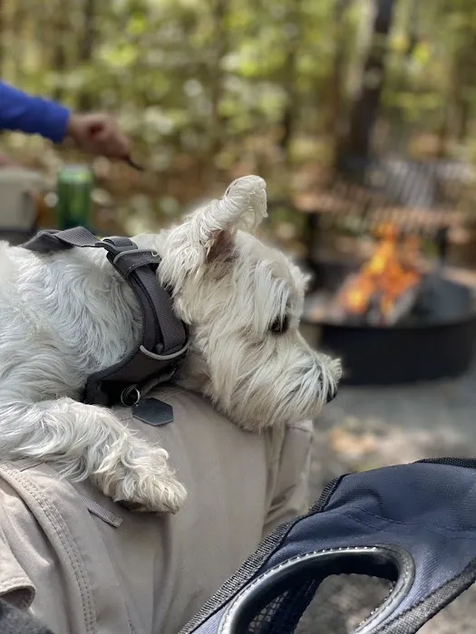 Holly Point Loop 3 Campgrounds Picture 2