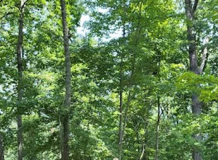 Shawnee State Forest Horse Campground