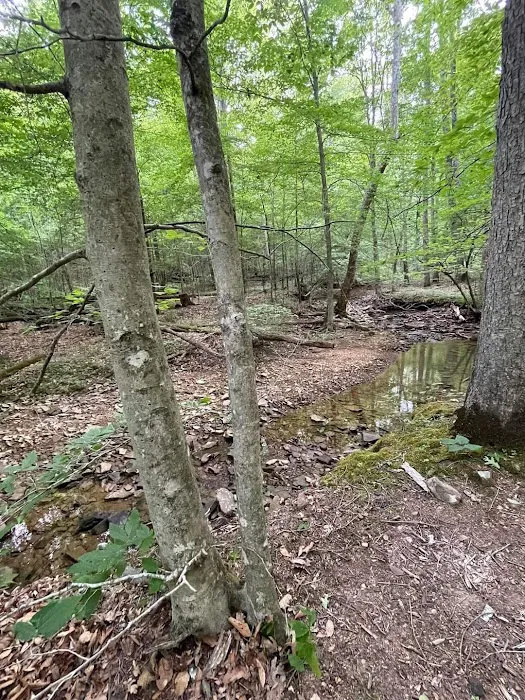Shawnee Forest Backpacking Trail Camp 4 Picture 2