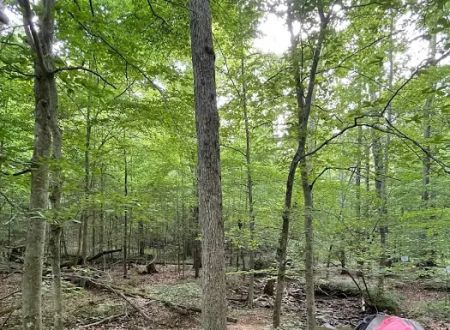 Shawnee Forest Backpacking Trail Camp 4