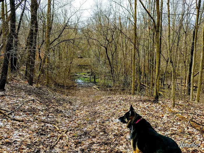 Van Buren State Park Campground Picture 10