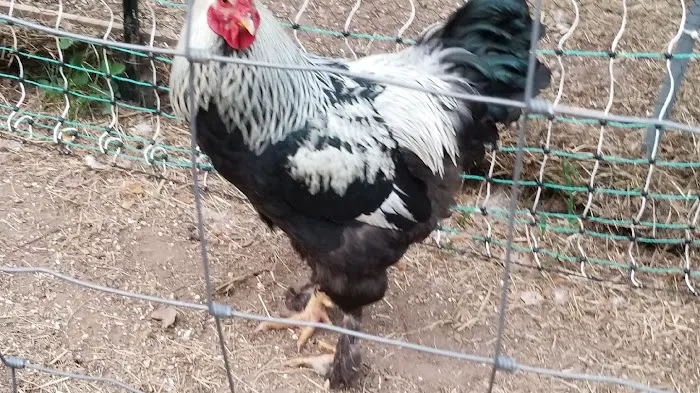 FARM NANNY Picture 5