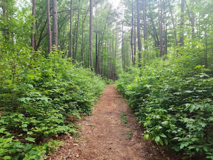 Shinleaf Group Campsites Picture 1
