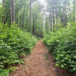 Shinleaf Group Campsites