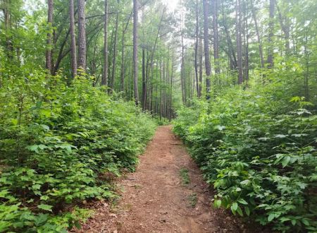 Shinleaf Group Campsites