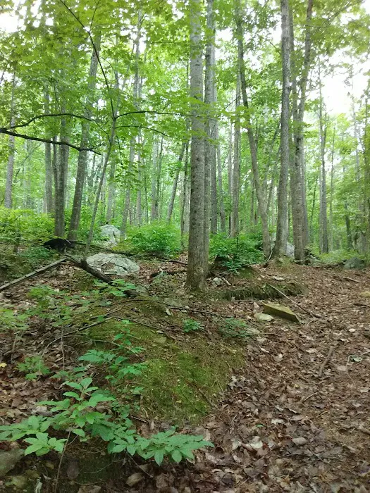 East Morris Mountain Campground Picture 2