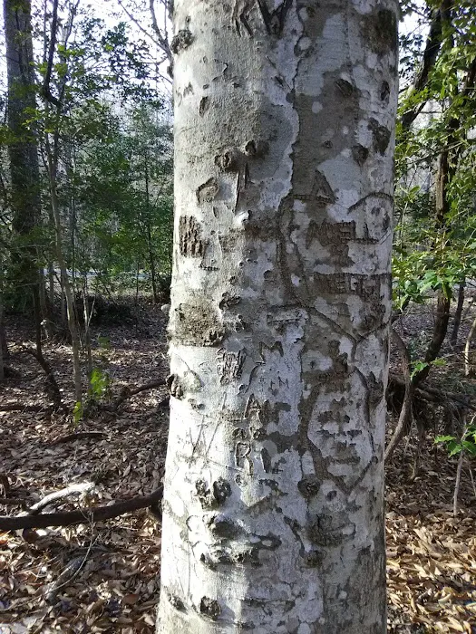 East Morris Mountain Campground Picture 6