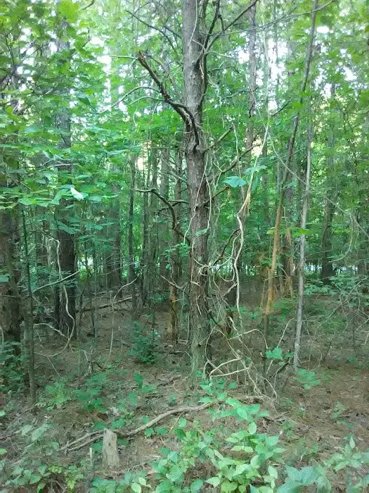 West Morris Mountain Campground Picture 8
