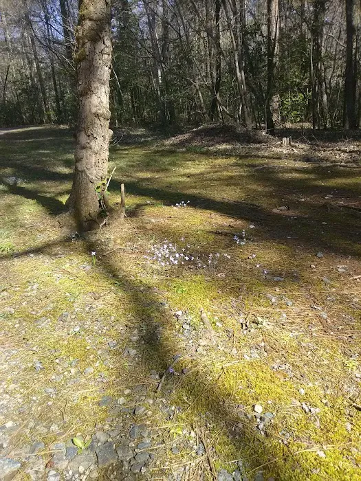 West Morris Mountain Campground Picture 4