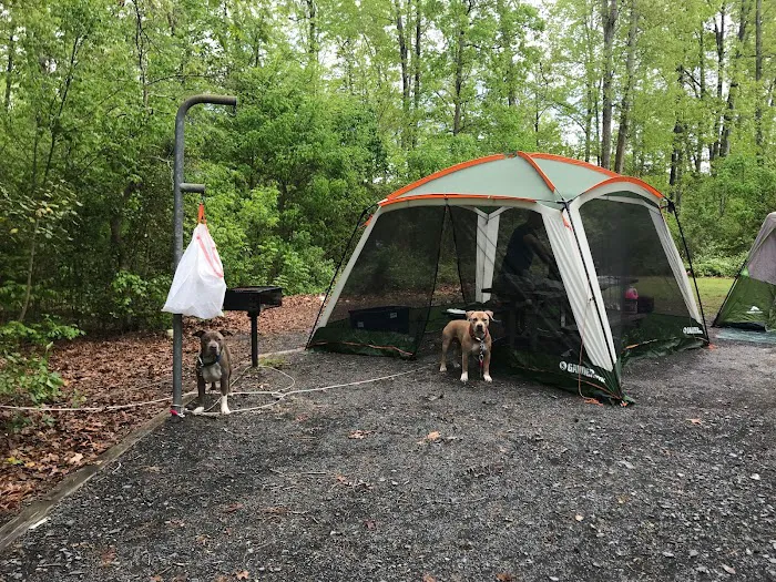 Badin Lake Campground Upper Loop Picture 6