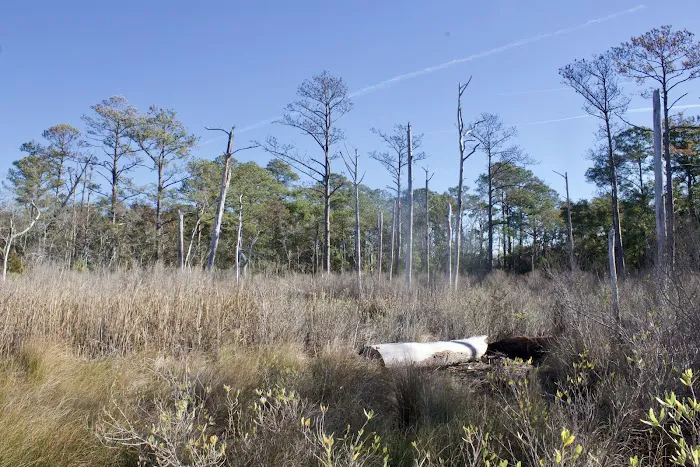 Carolina Beach State park Campground Picture 5