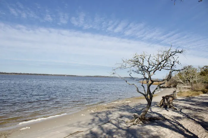 Carolina Beach State park Campground Picture 4