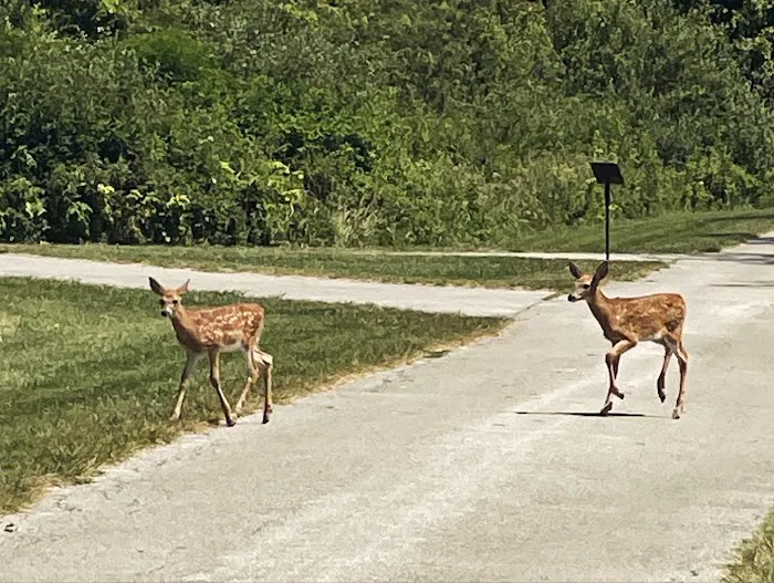 Maumee Bay State Park Campground Picture 7