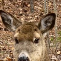 Lake Norman State Park Campground ico