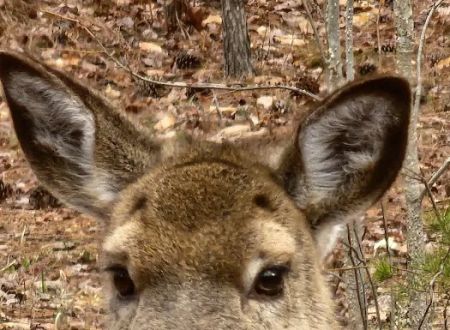 Lake Norman State Park Campground