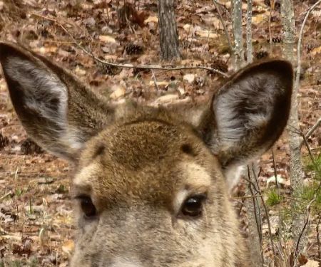 Lake Norman State Park Campground