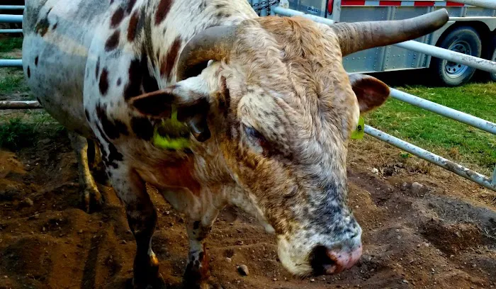 Tough Enough Rodeo and Campground Picture 1
