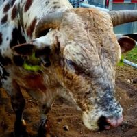 Tough Enough Rodeo and Campground ico