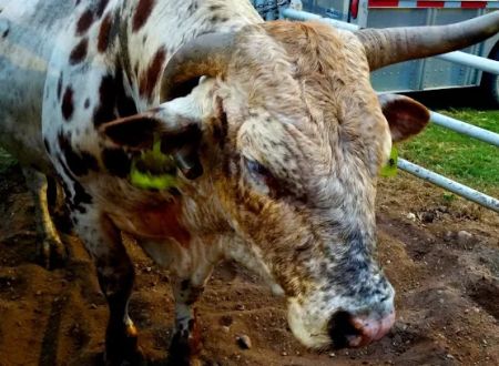 Tough Enough Rodeo and Campground