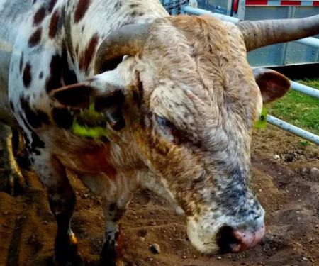 Tough Enough Rodeo and Campground