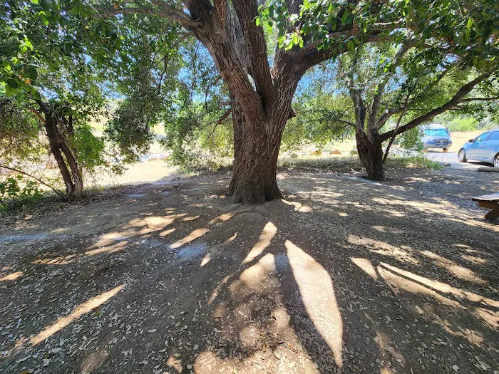 Malibu Creek State Park Campground Picture 6