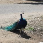 Tapo Canyon Campground
