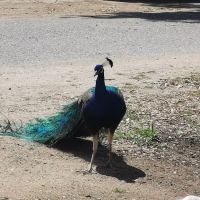 Tapo Canyon Campground ico