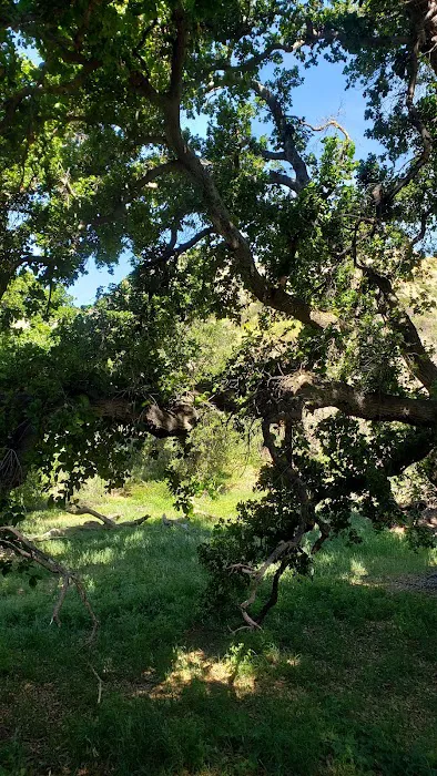 Tapo Canyon Campground Picture 7