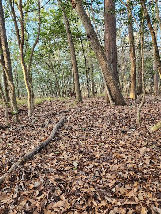 Bluff Springs Recreation Area Picture 4